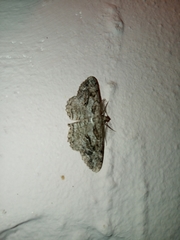 Peribatodes correptaria