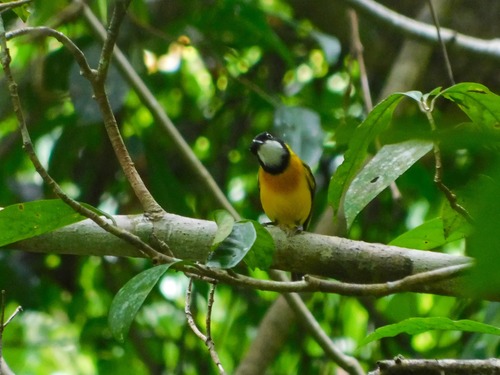 Tenggara Whistler (Pachycephala calliope), photo 3