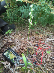 Spiranthes casei