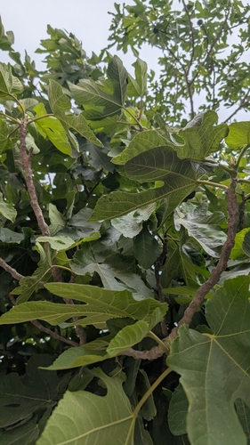 common fig