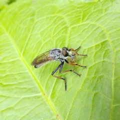 Neomochtherus geniculatus