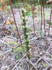 Spiranthes casei