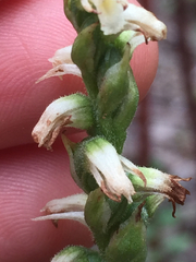 Spiranthes casei