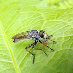 Neomochtherus geniculatus