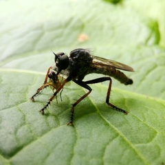 Neomochtherus geniculatus