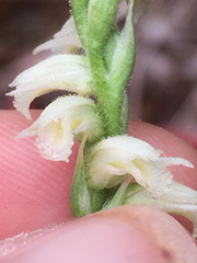 Spiranthes casei