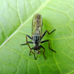 Neomochtherus geniculatus