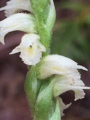 Spiranthes casei