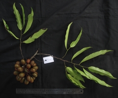 Polyalthia sclerophylla