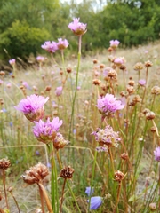 Armeria maritima halleri