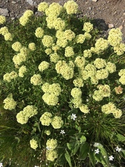 Eriogonum compositum compositum