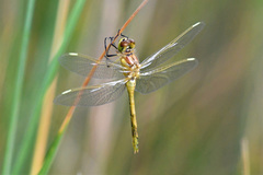 Sympetrum costiferum