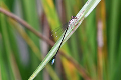 Ischnura cervula