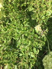 Eriogonum compositum compositum