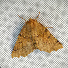 Odontopera bidentata