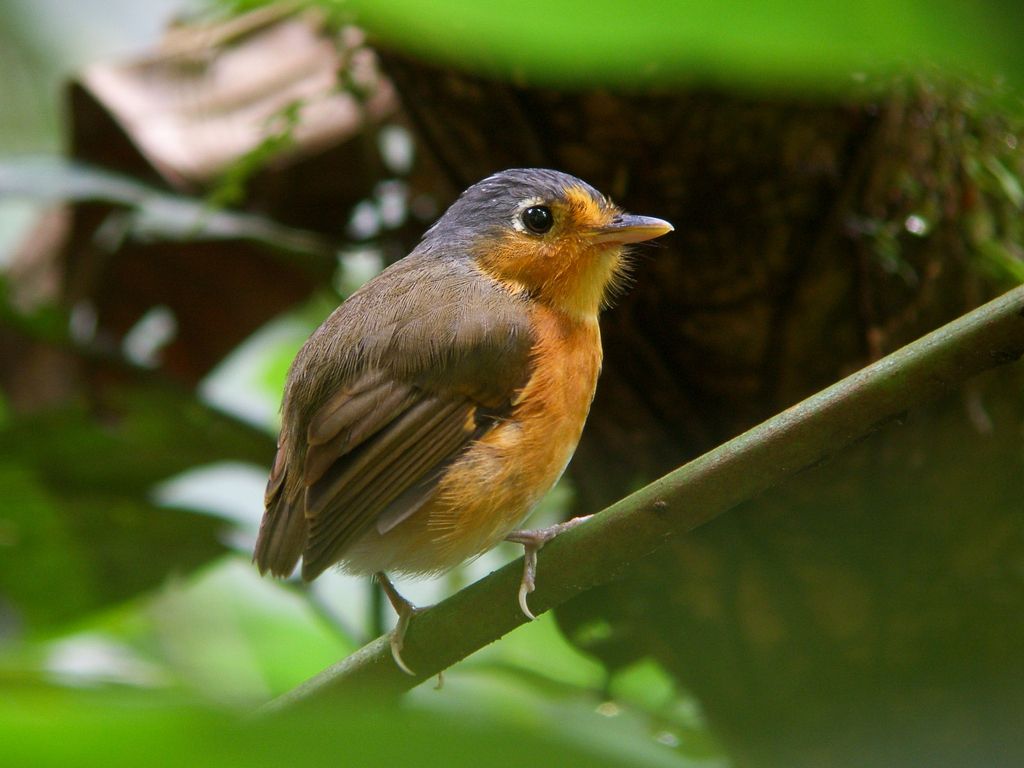 Sucre Antpitta photo