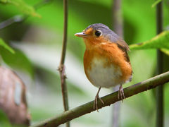 Sucre Antpitta photo 2