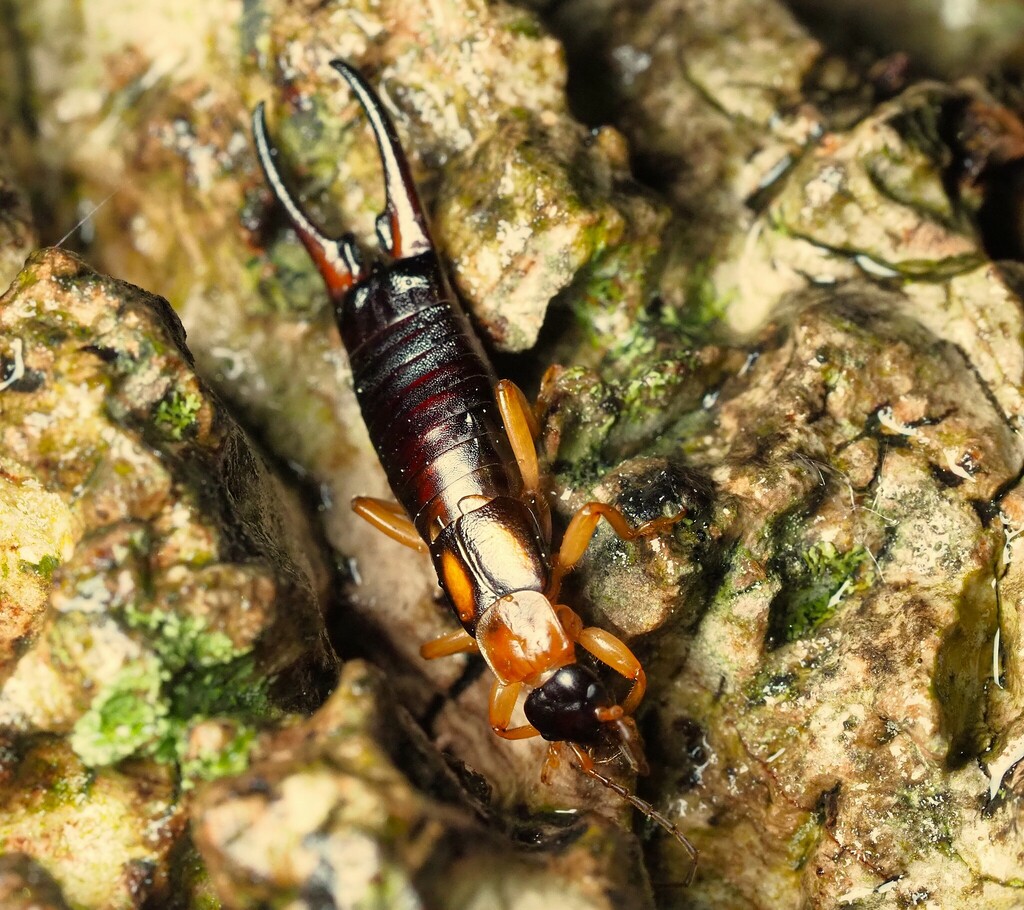 Forficula ruficollis
