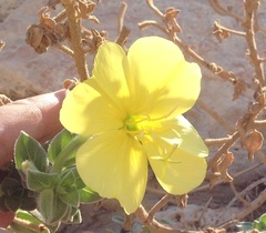 Oenothera drummondii