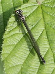 Coenagrion