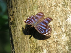 Myscelia ethusa ethusa