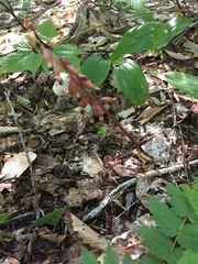 Corallorhiza maculata