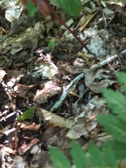 Corallorhiza maculata