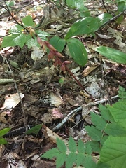 Corallorhiza maculata