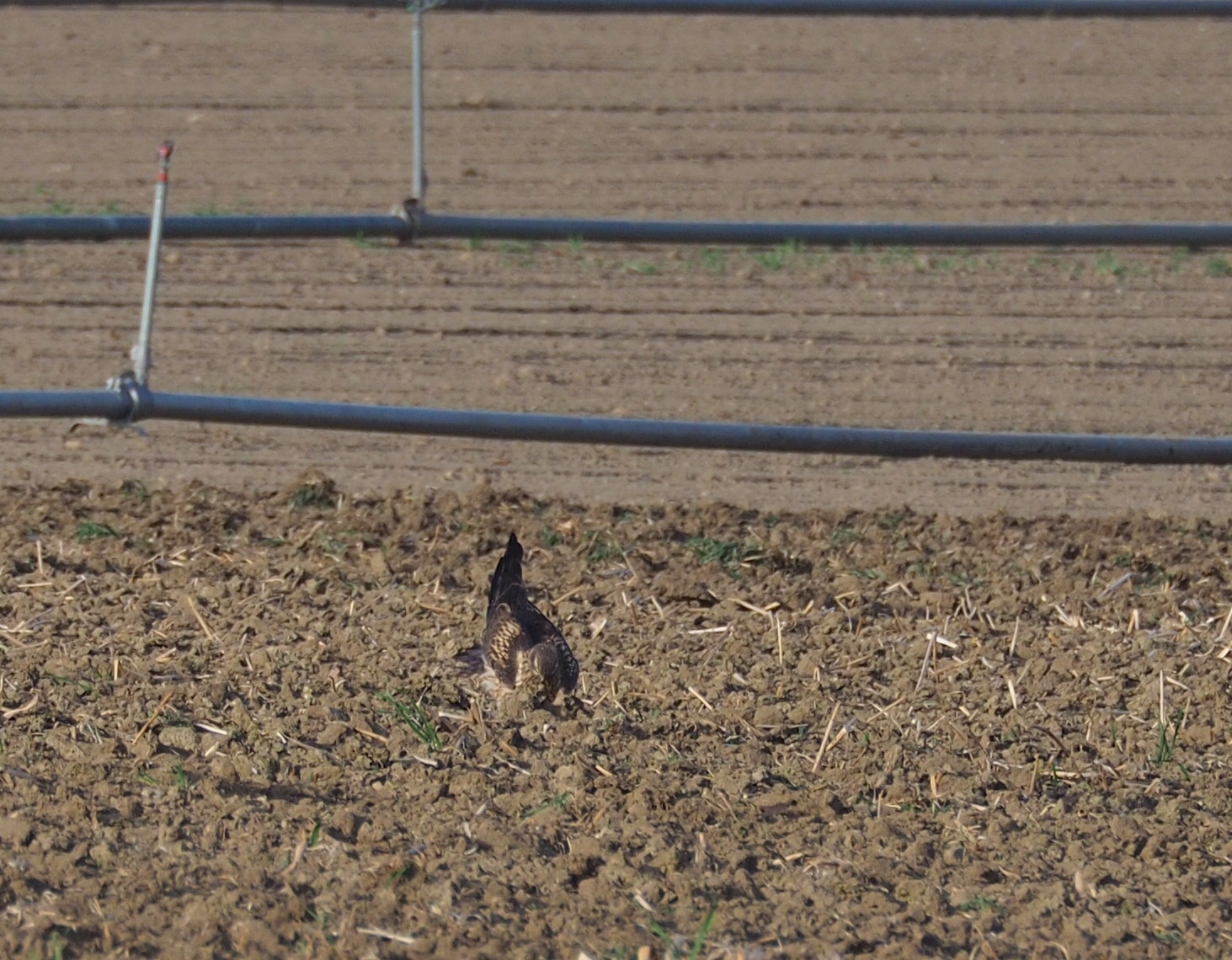 Montagu's Harrier