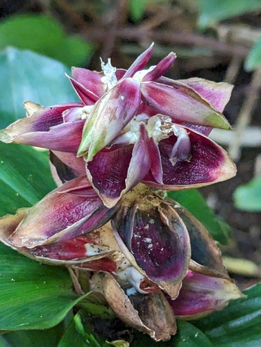 Image of Costus pulverulentus by (c) Alexander Wentworth, some rights reserved (CC BY)