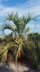 Butia odorata