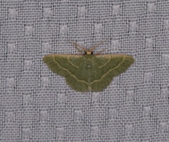 Chlorochlamys phyllinaria