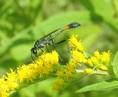 Ammophila urnaria