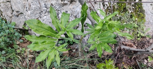 Image of Dracunculus vulgaris by (c) Thomas Gyselinck, some rights reserved (CC BY)