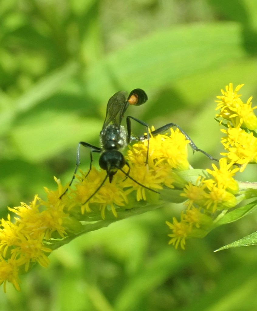 Ammophila urnaria