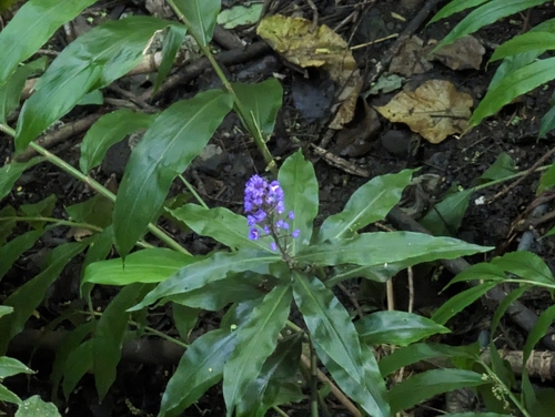 Image of Dichorisandra thyrsiflora by (c) Alexander Wentworth, some rights reserved (CC BY)