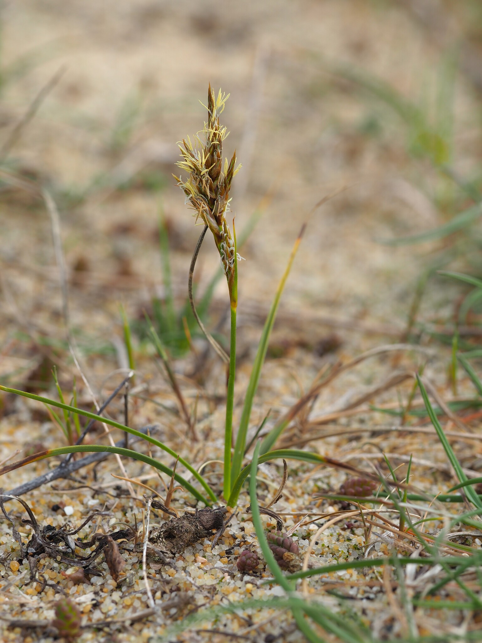 Carex arenaria