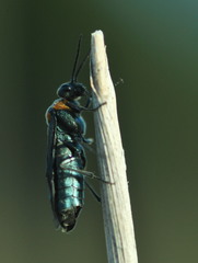 Dolerus unicolor