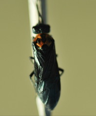 Dolerus unicolor