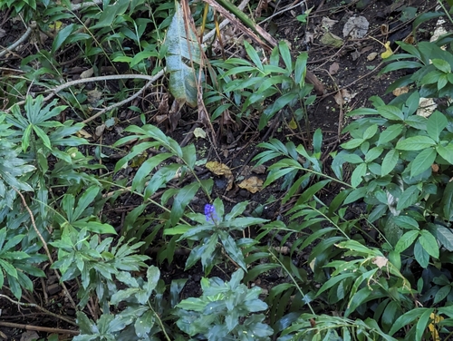 Image of Dichorisandra thyrsiflora by (c) Alexander Wentworth, some rights reserved (CC BY)
