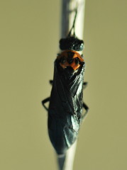Dolerus unicolor