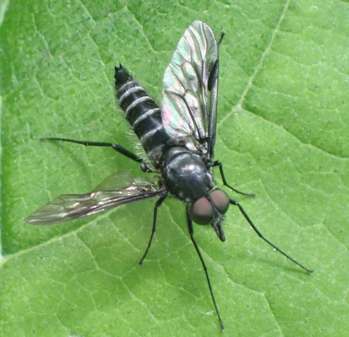 Atherix marginata (Fabricius, 1781)