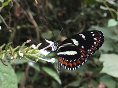 Heliconius atthis