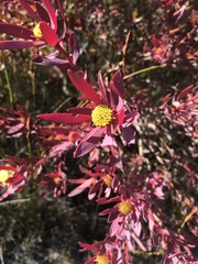 Leucadendron glaberrimum erubescens