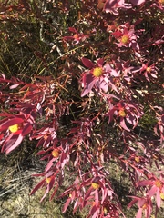 Leucadendron glaberrimum erubescens
