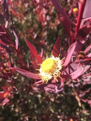 Leucadendron glaberrimum erubescens