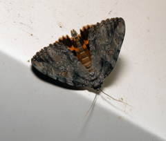 Catocala neogama