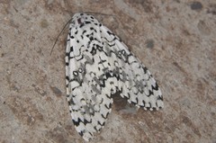 Lichnoptera decora
