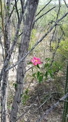 Hibiscus phoeniceus