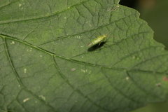 Blepharidopterus angulatus